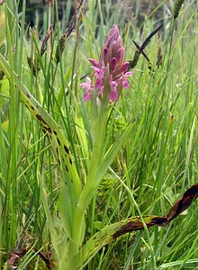 Dactylorhiza incarnata (Orchidaceae)  - Dactylorhize incarnat, Orchis incarnat, Orchis couleur de chair - Early Marsh-orchid  [Pays-Bas] 25/06/2005