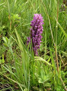 Dactylorhiza incarnata (Orchidaceae)  - Dactylorhize incarnat, Orchis incarnat, Orchis couleur de chair - Early Marsh-orchid  [Pays-Bas] 25/06/2005Forme Lobellii