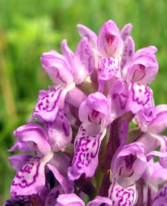 Dactylorhiza incarnata (Orchidaceae)  - Dactylorhize incarnat, Orchis incarnat, Orchis couleur de chair - Early Marsh-orchid  [Pays-Bas] 25/06/2005Forme Lobellii