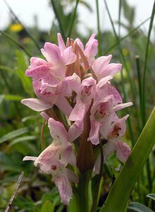 Dactylorhiza incarnata (Orchidaceae)  - Dactylorhize incarnat, Orchis incarnat, Orchis couleur de chair - Early Marsh-orchid  [Pays-Bas] 25/06/2005