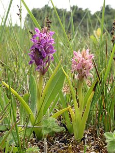 Dactylorhiza incarnata (Orchidaceae)  - Dactylorhize incarnat, Orchis incarnat, Orchis couleur de chair - Early Marsh-orchid  [Pays-Bas] 25/06/2005