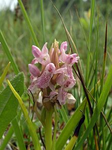 Dactylorhiza incarnata (Orchidaceae)  - Dactylorhize incarnat, Orchis incarnat, Orchis couleur de chair - Early Marsh-orchid  [Pays-Bas] 25/06/2005