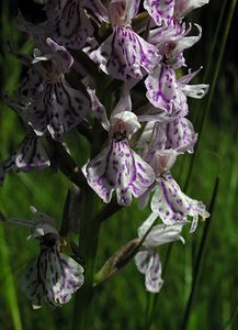 Dactylorhiza maculata (Orchidaceae)  - Dactylorhize maculé, Orchis tacheté, Orchis maculé - Heath Spotted-orchid Ardennes [France] 12/06/2005 - 350m