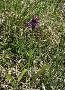 Dactylorhiza praetermissa (Orchidaceae)  - Dactylorhize négligé, Orchis négligé, Orchis oublié - Southern Marsh-orchid Marne [France] 18/06/2005 - 220m