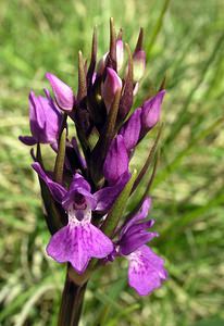 Dactylorhiza praetermissa (Orchidaceae)  - Dactylorhize négligé, Orchis négligé, Orchis oublié - Southern Marsh-orchid Marne [France] 18/06/2005 - 220m