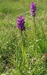 Dactylorhiza praetermissa (Orchidaceae)  - Dactylorhize négligé, Orchis négligé, Orchis oublié - Southern Marsh-orchid Marne [France] 18/06/2005 - 220m