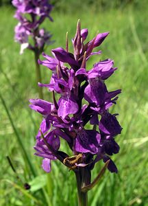 Dactylorhiza praetermissa (Orchidaceae)  - Dactylorhize négligé, Orchis négligé, Orchis oublié - Southern Marsh-orchid Marne [France] 18/06/2005 - 220m