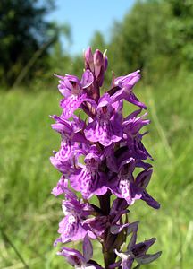 Dactylorhiza praetermissa (Orchidaceae)  - Dactylorhize négligé, Orchis négligé, Orchis oublié - Southern Marsh-orchid Marne [France] 18/06/2005 - 220m