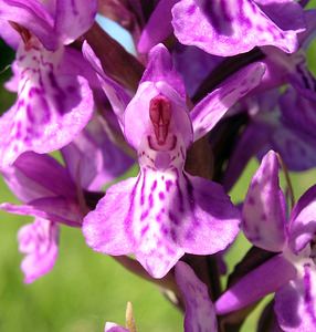 Dactylorhiza praetermissa (Orchidaceae)  - Dactylorhize négligé, Orchis négligé, Orchis oublié - Southern Marsh-orchid Marne [France] 18/06/2005 - 220m