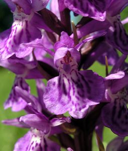Dactylorhiza praetermissa (Orchidaceae)  - Dactylorhize négligé, Orchis négligé, Orchis oublié - Southern Marsh-orchid Marne [France] 18/06/2005 - 220m