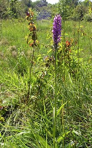 Dactylorhiza praetermissa (Orchidaceae)  - Dactylorhize négligé, Orchis négligé, Orchis oublié - Southern Marsh-orchid Marne [France] 18/06/2005 - 220m