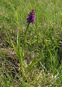 Dactylorhiza praetermissa (Orchidaceae)  - Dactylorhize négligé, Orchis négligé, Orchis oublié - Southern Marsh-orchid Marne [France] 18/06/2005 - 220m