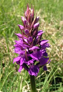 Dactylorhiza praetermissa (Orchidaceae)  - Dactylorhize négligé, Orchis négligé, Orchis oublié - Southern Marsh-orchid Marne [France] 18/06/2005 - 220m