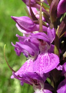 Dactylorhiza praetermissa (Orchidaceae)  - Dactylorhize négligé, Orchis négligé, Orchis oublié - Southern Marsh-orchid Marne [France] 18/06/2005 - 220m