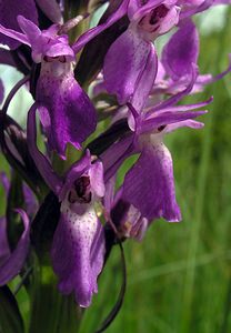 Dactylorhiza sphagnicola (Orchidaceae)  - Dactylorhize des sphaignes, Orchis des sphaignes Ardennes [France] 12/06/2005 - 350m