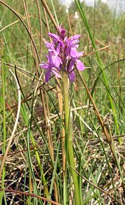 Dactylorhiza sphagnicola (Orchidaceae)  - Dactylorhize des sphaignes, Orchis des sphaignes Ardennes [France] 12/06/2005 - 350m