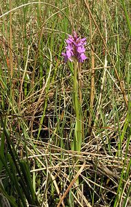 Dactylorhiza sphagnicola (Orchidaceae)  - Dactylorhize des sphaignes, Orchis des sphaignes Ardennes [France] 12/06/2005 - 350m