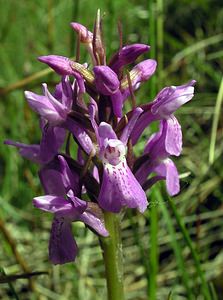 Dactylorhiza sphagnicola (Orchidaceae)  - Dactylorhize des sphaignes, Orchis des sphaignes Ardennes [France] 12/06/2005 - 350m