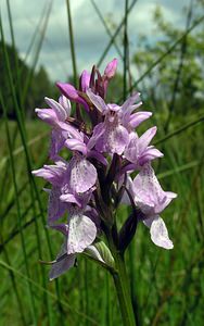 Dactylorhiza sphagnicola (Orchidaceae)  - Dactylorhize des sphaignes, Orchis des sphaignes Ardennes [France] 12/06/2005 - 350mtr?s probablement hybrid?, avec D praetermissa ou D maculata