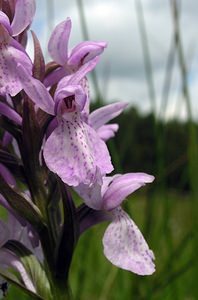 Dactylorhiza sphagnicola (Orchidaceae)  - Dactylorhize des sphaignes, Orchis des sphaignes Ardennes [France] 12/06/2005 - 350mtr?s probablement hybrid?, avec D praetermissa ou D maculata