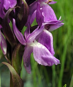 Dactylorhiza sphagnicola (Orchidaceae)  - Dactylorhize des sphaignes, Orchis des sphaignes Ardennes [France] 12/06/2005 - 350mon peut voir par transparence un dipt?re dans l'?peron