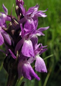 Dactylorhiza sphagnicola (Orchidaceae)  - Dactylorhize des sphaignes, Orchis des sphaignes Ardennes [France] 12/06/2005 - 350m