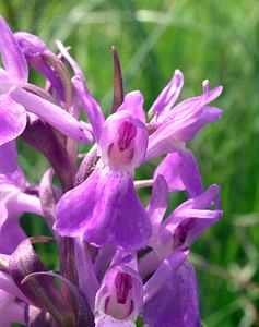 Dactylorhiza sphagnicola (Orchidaceae)  - Dactylorhize des sphaignes, Orchis des sphaignes Ardennes [France] 12/06/2005 - 350m