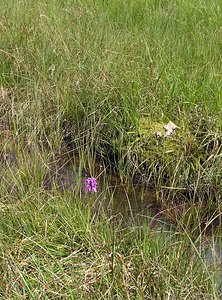 Dactylorhiza sphagnicola (Orchidaceae)  - Dactylorhize des sphaignes, Orchis des sphaignes Ardennes [France] 12/06/2005 - 350m