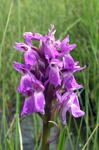 Dactylorhiza sphagnicola (Orchidaceae)  - Dactylorhize des sphaignes, Orchis des sphaignes Ardennes [France] 12/06/2005 - 350m