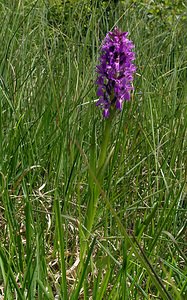 Dactylorhiza sphagnicola (Orchidaceae)  - Dactylorhize des sphaignes, Orchis des sphaignes Ardennes [France] 12/06/2005 - 350m