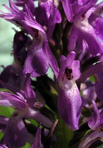 Dactylorhiza sphagnicola (Orchidaceae)  - Dactylorhize des sphaignes, Orchis des sphaignes Ardennes [France] 12/06/2005 - 350m