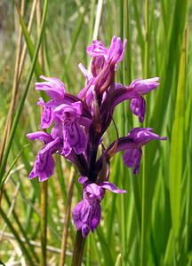 Dactylorhiza sphagnicola (Orchidaceae)  - Dactylorhize des sphaignes, Orchis des sphaignes Ardennes [France] 12/06/2005 - 310m