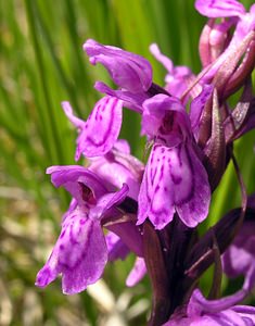 Dactylorhiza sphagnicola (Orchidaceae)  - Dactylorhize des sphaignes, Orchis des sphaignes Ardennes [France] 12/06/2005 - 310m