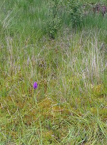 Dactylorhiza sphagnicola (Orchidaceae)  - Dactylorhize des sphaignes, Orchis des sphaignes Ardennes [France] 12/06/2005 - 310m