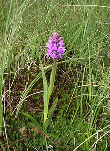 Dactylorhiza sphagnicola (Orchidaceae)  - Dactylorhize des sphaignes, Orchis des sphaignes Ardennes [France] 12/06/2005 - 460m