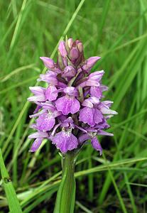 Dactylorhiza sphagnicola (Orchidaceae)  - Dactylorhize des sphaignes, Orchis des sphaignes Ardennes [France] 12/06/2005 - 460m