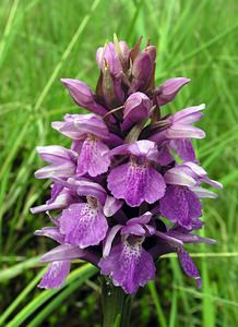 Dactylorhiza sphagnicola (Orchidaceae)  - Dactylorhize des sphaignes, Orchis des sphaignes Ardennes [France] 12/06/2005 - 460m