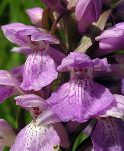 Dactylorhiza sphagnicola (Orchidaceae)  - Dactylorhize des sphaignes, Orchis des sphaignes Ardennes [France] 12/06/2005 - 460m