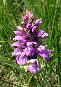 Dactylorhiza sphagnicola (Orchidaceae)  - Dactylorhize des sphaignes, Orchis des sphaignes Ardennes [France] 12/06/2005 - 460m