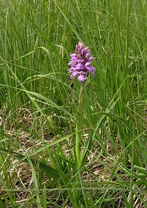 Dactylorhiza sphagnicola (Orchidaceae)  - Dactylorhize des sphaignes, Orchis des sphaignes Ardennes [France] 12/06/2005 - 460m