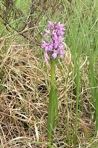 Dactylorhiza sphagnicola (Orchidaceae)  - Dactylorhize des sphaignes, Orchis des sphaignes Ardennes [France] 12/06/2005 - 460m