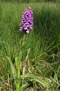 Dactylorhiza sphagnicola (Orchidaceae)  - Dactylorhize des sphaignes, Orchis des sphaignes Ardennes [France] 12/06/2005 - 460m