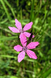 Dianthus armeria (Caryophyllaceae)  - oeillet armérie, oeillet velu, Armoirie, oeillet à bouquet - Deptford Pink Marne [France] 18/06/2005 - 130m