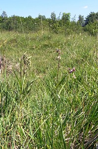 Epipactis palustris (Orchidaceae)  - Épipactis des marais - Marsh Helleborine Marne [France] 18/06/2005 - 220mune cohabitation inhabituelle avec Ophrys fuciflora