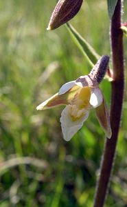 Epipactis palustris (Orchidaceae)  - Épipactis des marais - Marsh Helleborine Marne [France] 18/06/2005 - 220m