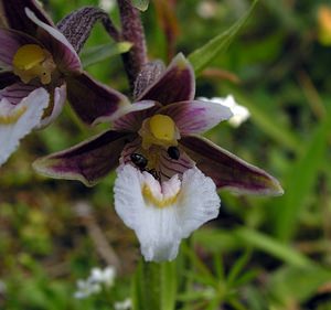 Epipactis palustris (Orchidaceae)  - Épipactis des marais - Marsh Helleborine  [Pays-Bas] 25/06/2005