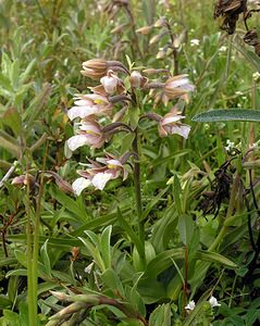 Epipactis palustris (Orchidaceae)  - Épipactis des marais - Marsh Helleborine  [Pays-Bas] 25/06/2005