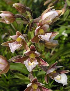 Epipactis palustris (Orchidaceae)  - Épipactis des marais - Marsh Helleborine  [Pays-Bas] 25/06/2005