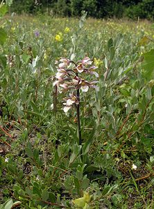 Epipactis palustris (Orchidaceae)  - Épipactis des marais - Marsh Helleborine  [Pays-Bas] 25/06/2005