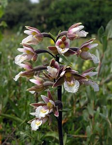 Epipactis palustris (Orchidaceae)  - Épipactis des marais - Marsh Helleborine  [Pays-Bas] 25/06/2005